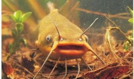 北极鲶鱼最新爆料视频,揭秘事件背后惊人内幕